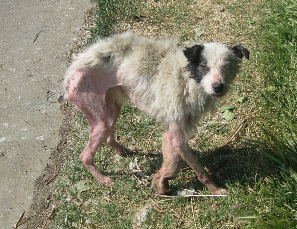 en hjemløs hund